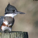 400_Belted Kingfisher